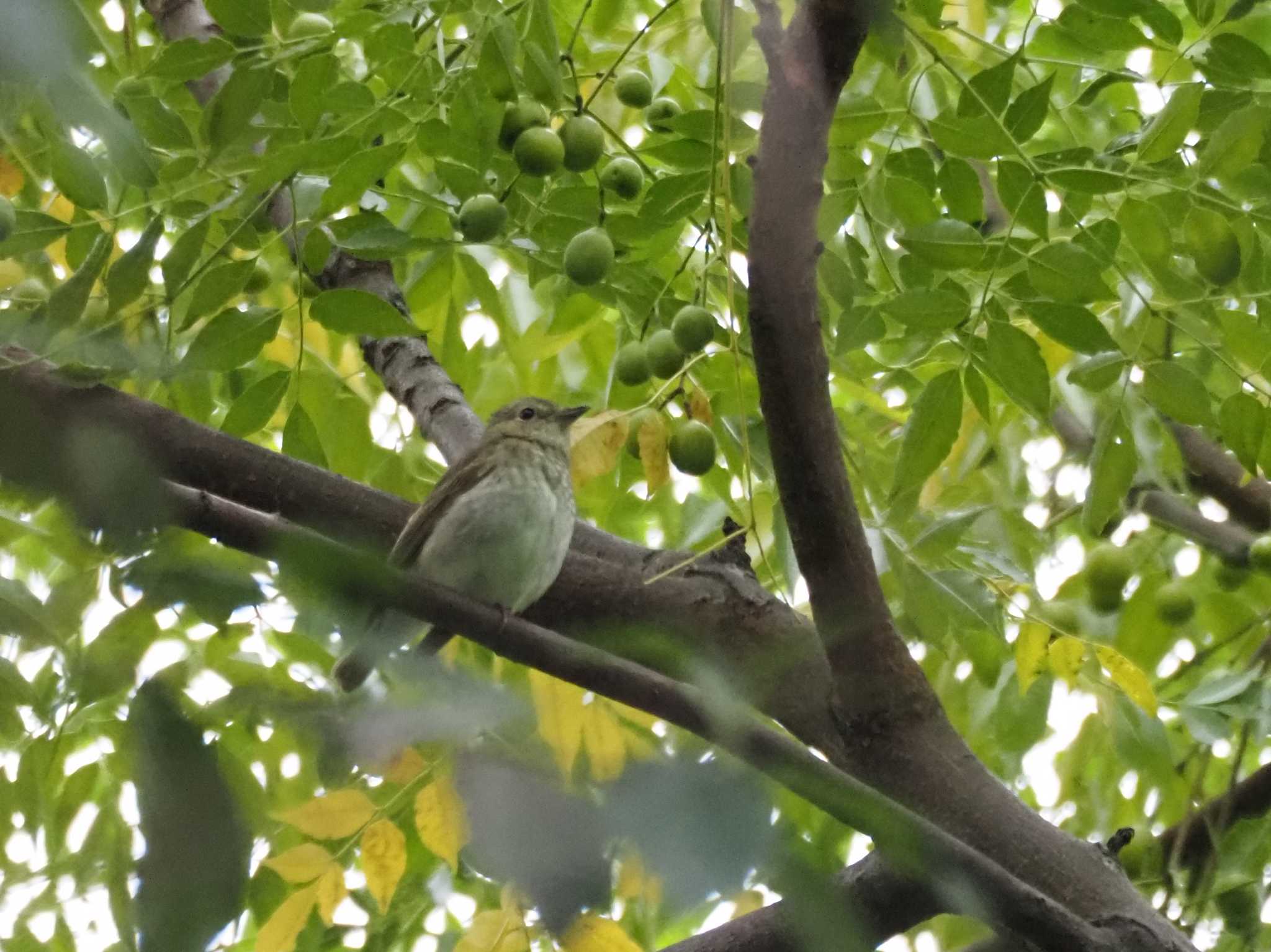 東京港野鳥公園 ノビタキの写真