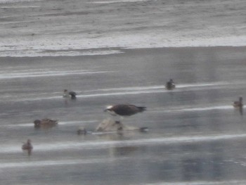 Osprey Watarase Yusuichi (Wetland) Sun, 3/13/2016