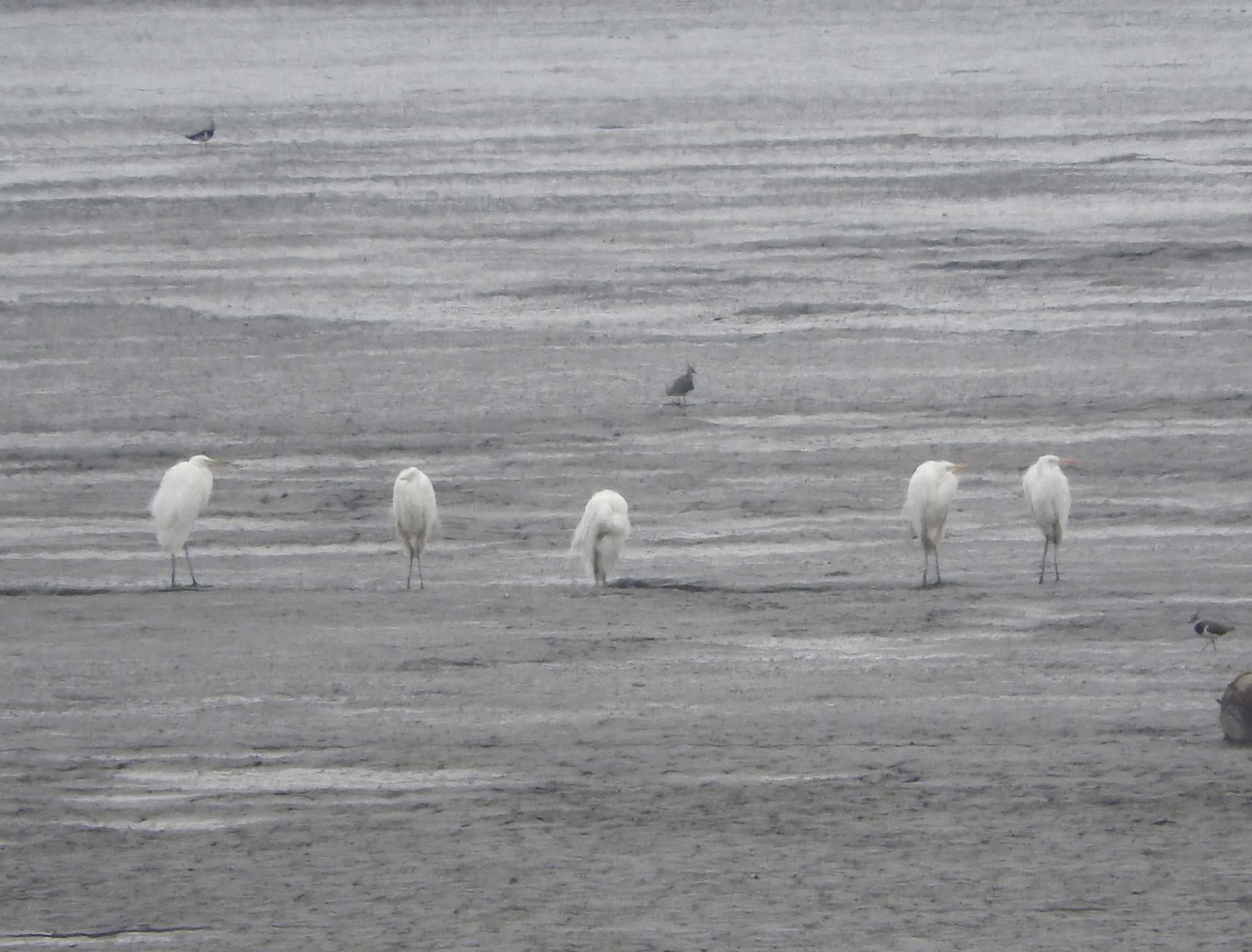 Great Egret