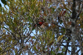 ヤドリギハナドリ Black Mountain Rd(Kuranda,Australia) 2022年10月1日(土)