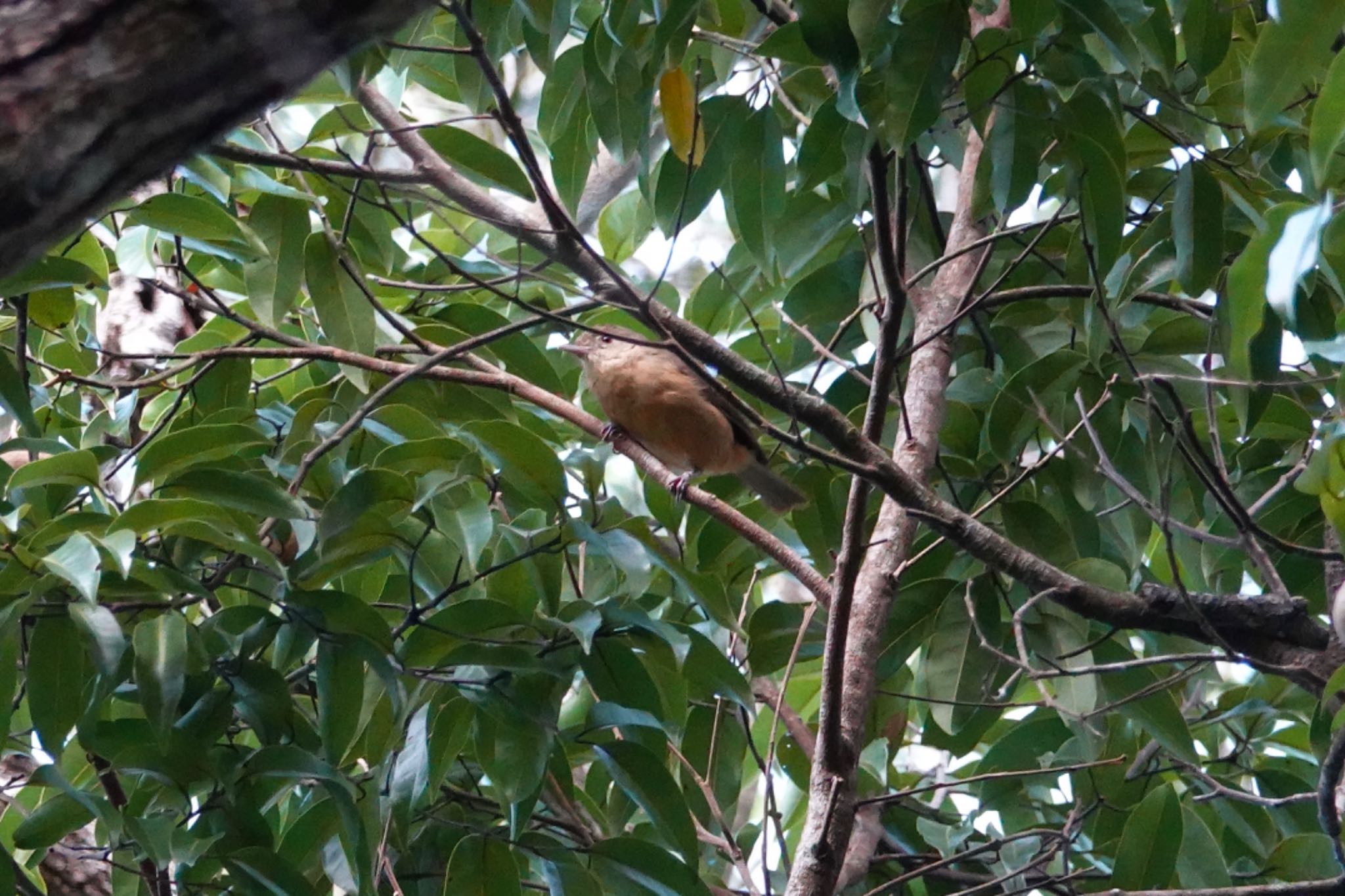 Black Mountain Rd(Kuranda,Australia) チャイロモズツグミの写真 by のどか