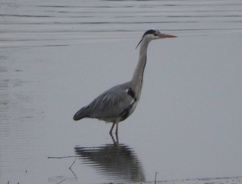 Grey Heron Watarase Yusuichi (Wetland) Sun, 3/13/2016