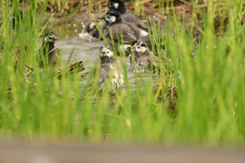 Sun, 10/16/2022 Birding report at Isanuma