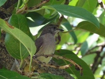 Streak-eared Bulbul Ho Chi Minh City, Vietnam  Sun, 10/23/2022