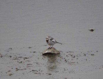 White Wagtail Watarase Yusuichi (Wetland) Sun, 3/13/2016