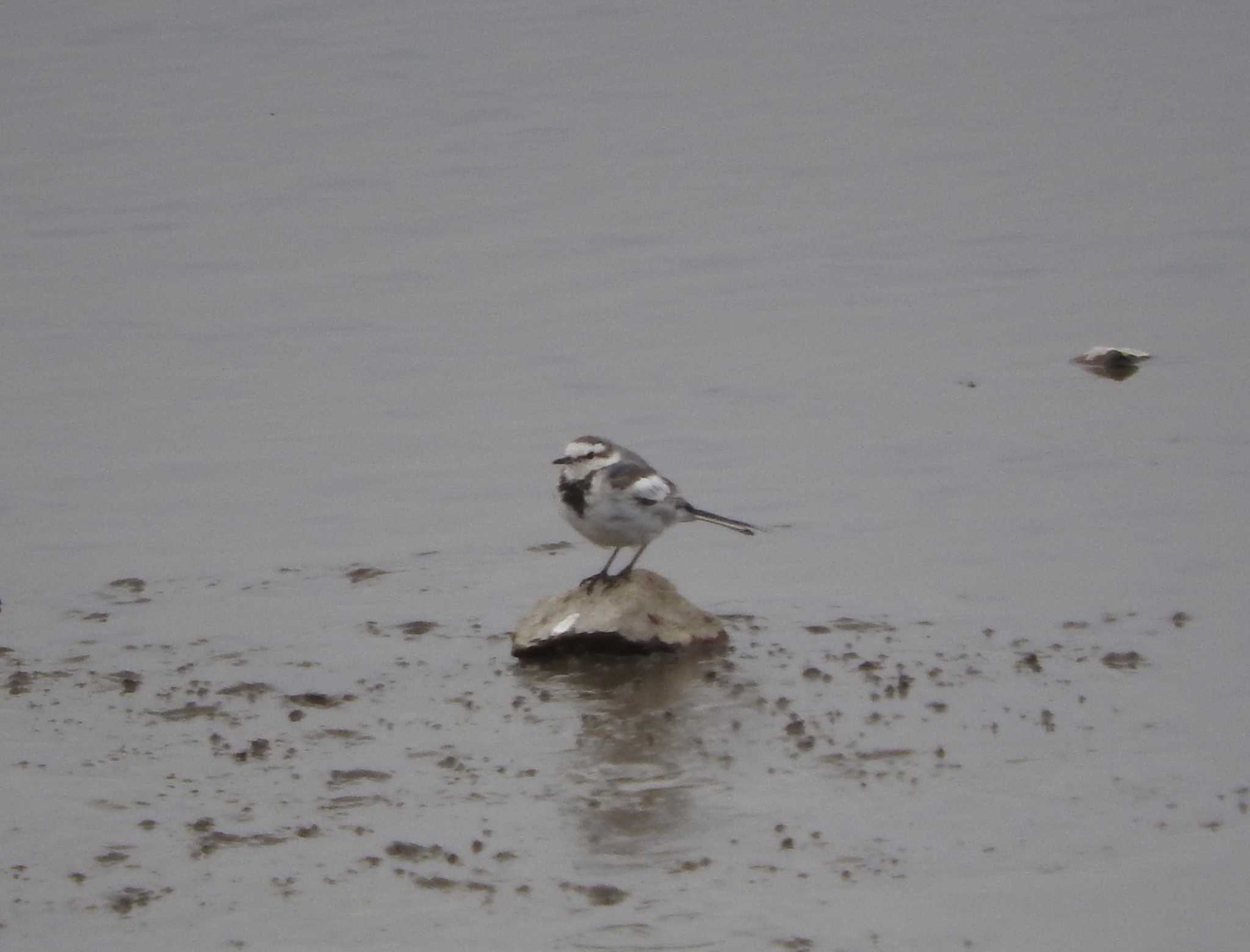 Photo of White Wagtail at Watarase Yusuichi (Wetland) by こぶ