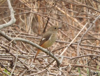 Daurian Redstart Watarase Yusuichi (Wetland) Sun, 3/13/2016