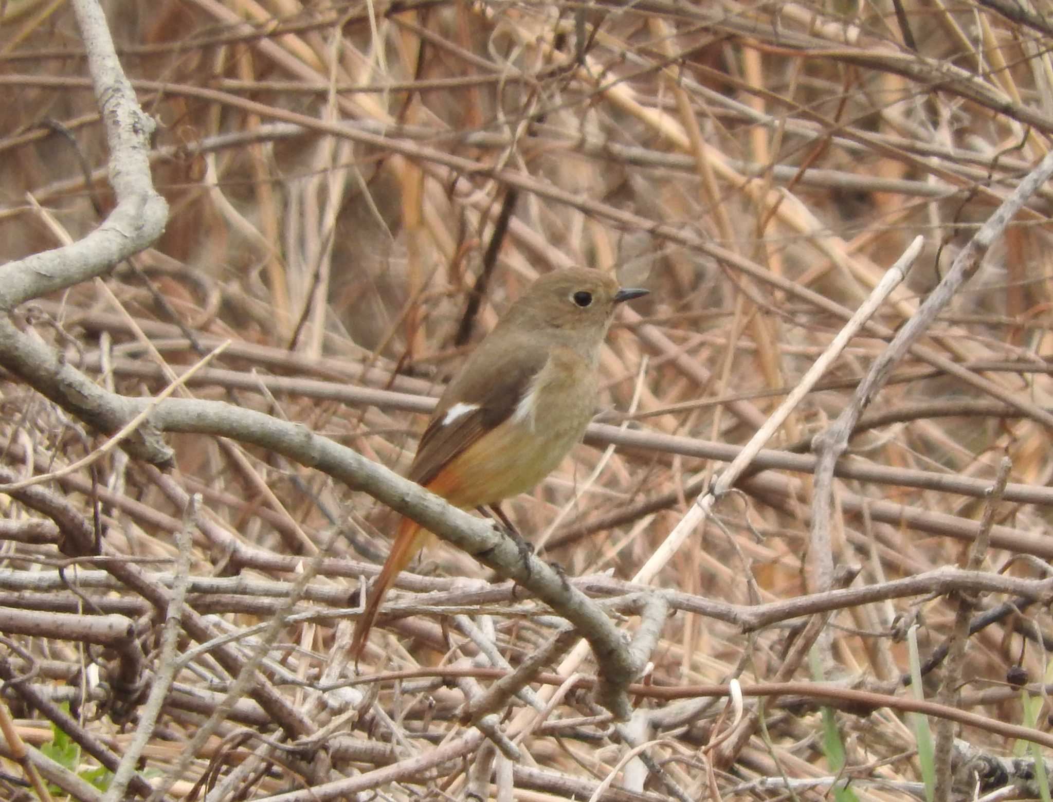 Photo of Daurian Redstart at Watarase Yusuichi (Wetland) by こぶ