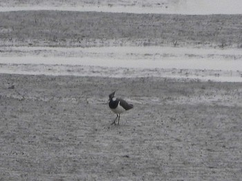 Northern Lapwing Watarase Yusuichi (Wetland) Sun, 3/13/2016