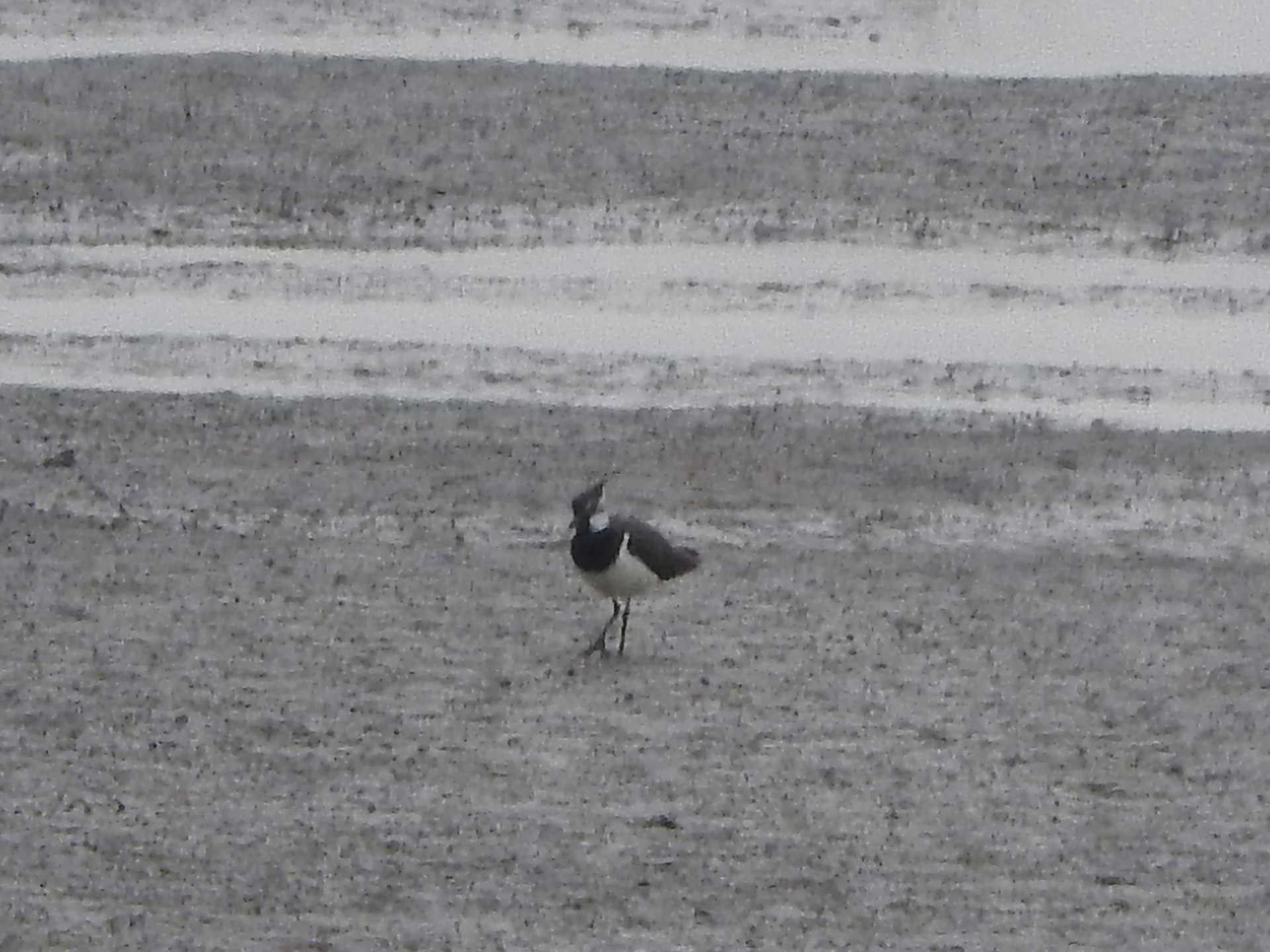 Photo of Northern Lapwing at Watarase Yusuichi (Wetland) by こぶ