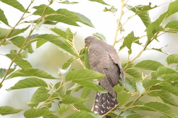Common Cuckoo Mizumoto Park Sat, 10/22/2022