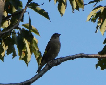 2022年10月23日(日) 長浜公園の野鳥観察記録