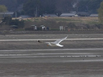 Vega Gull Watarase Yusuichi (Wetland) Sun, 3/13/2016