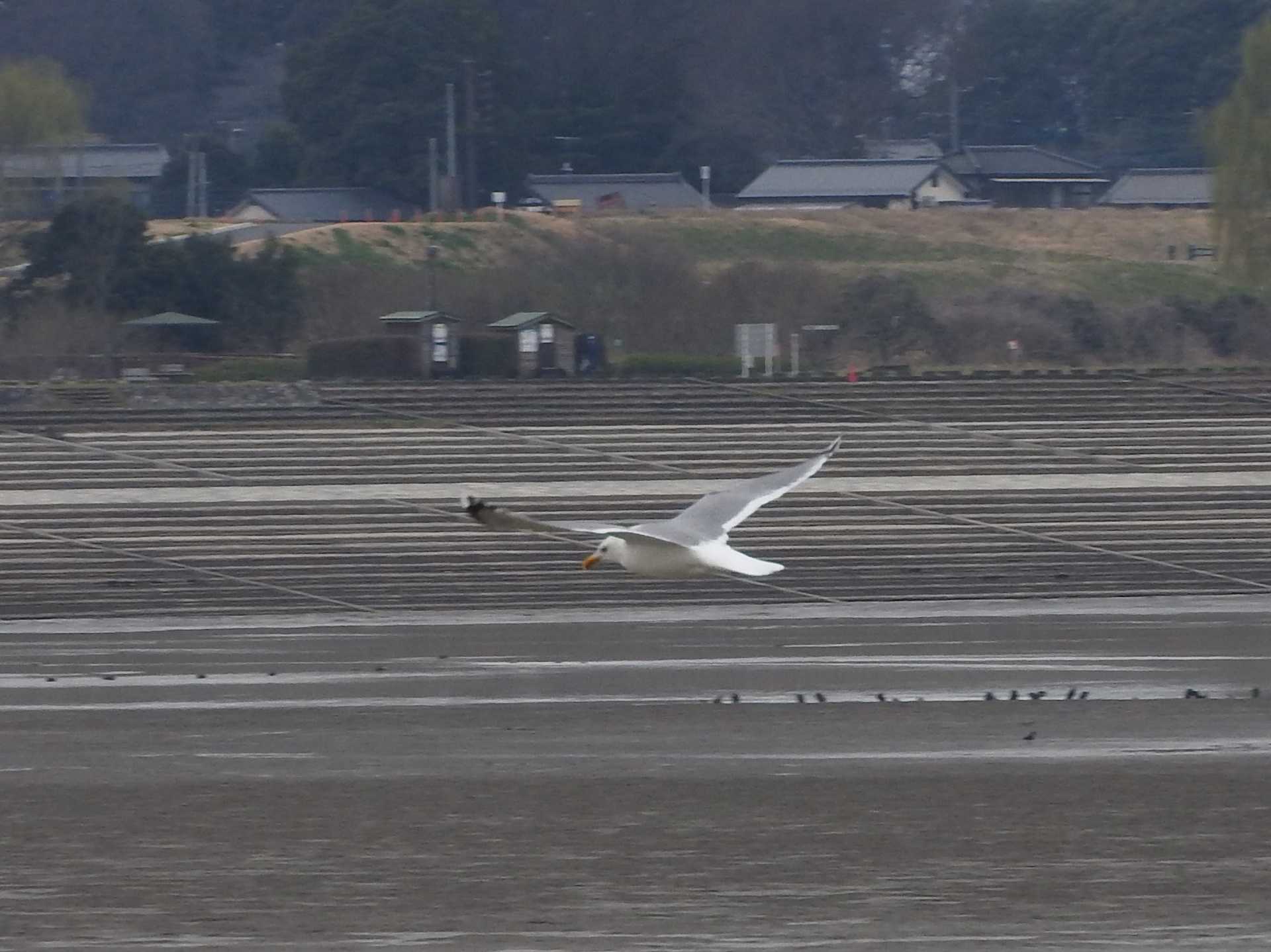 Vega Gull