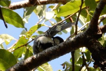 Japanese Tit 武蔵野の森公園、野川公園、武蔵野公園 Sun, 10/23/2022