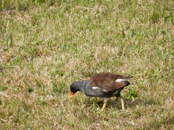 Common Moorhen 武蔵野の森公園、野川公園、武蔵野公園 Sun, 10/23/2022