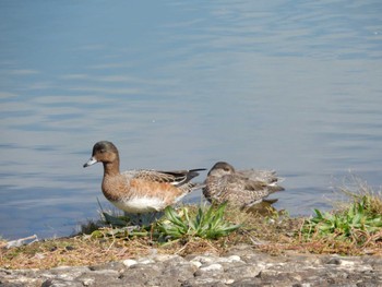 Northern Pintail 武蔵野の森公園、野川公園、武蔵野公園 Sun, 10/23/2022