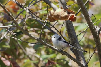 Long-tailed tit(japonicus) Makomanai Park Sun, 10/9/2022