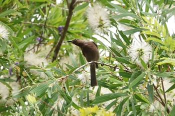 Dusky Myzomela Black Mountain Rd(Kuranda,Australia) Sat, 10/1/2022