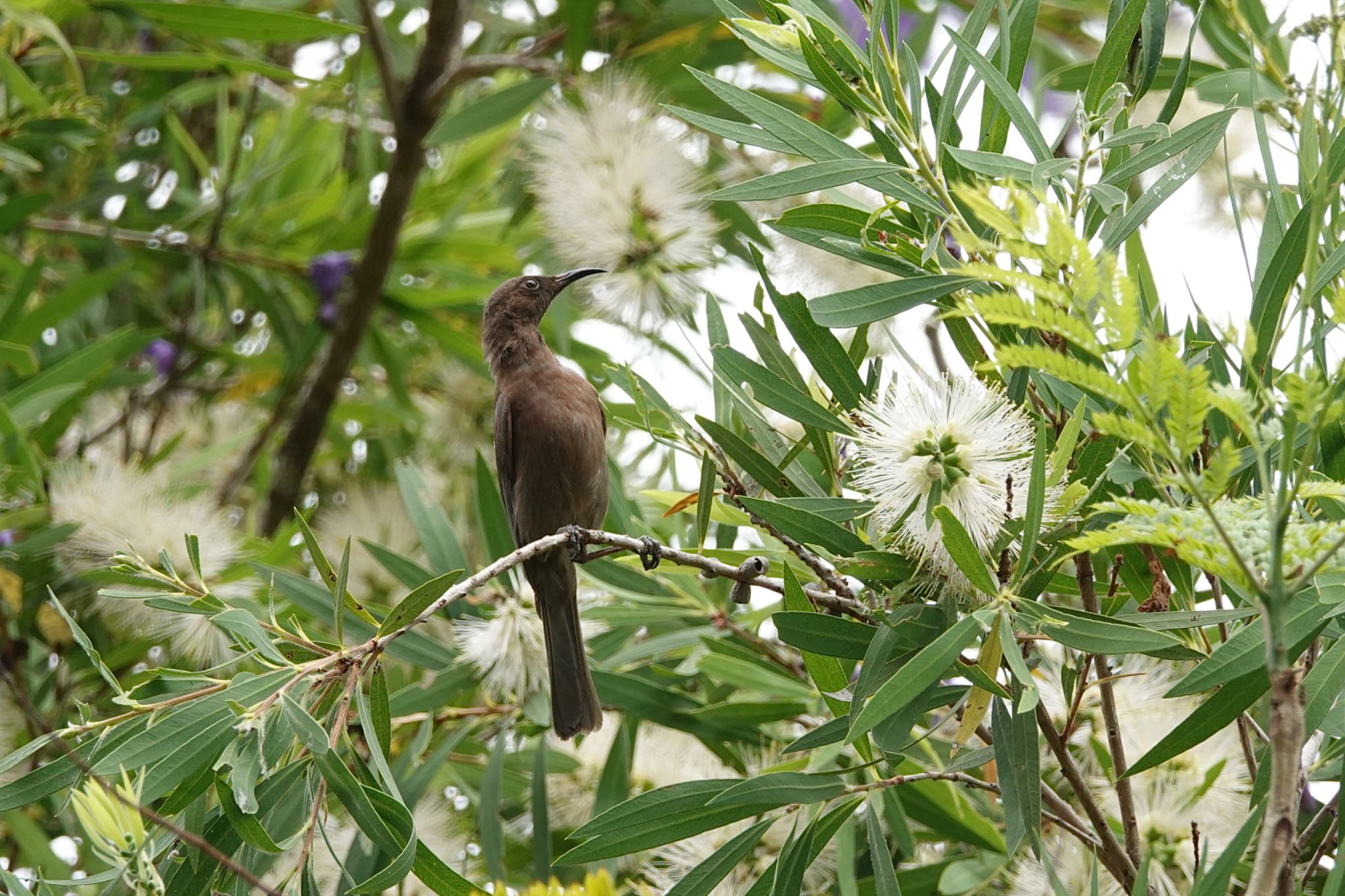 Black Mountain Rd(Kuranda,Australia) コゲチャミツスイの写真 by のどか