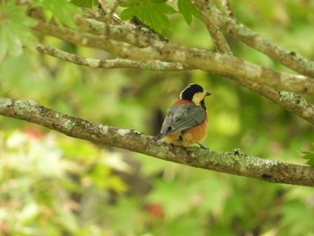 Varied Tit 御胎内清宏園 Sat, 10/8/2022