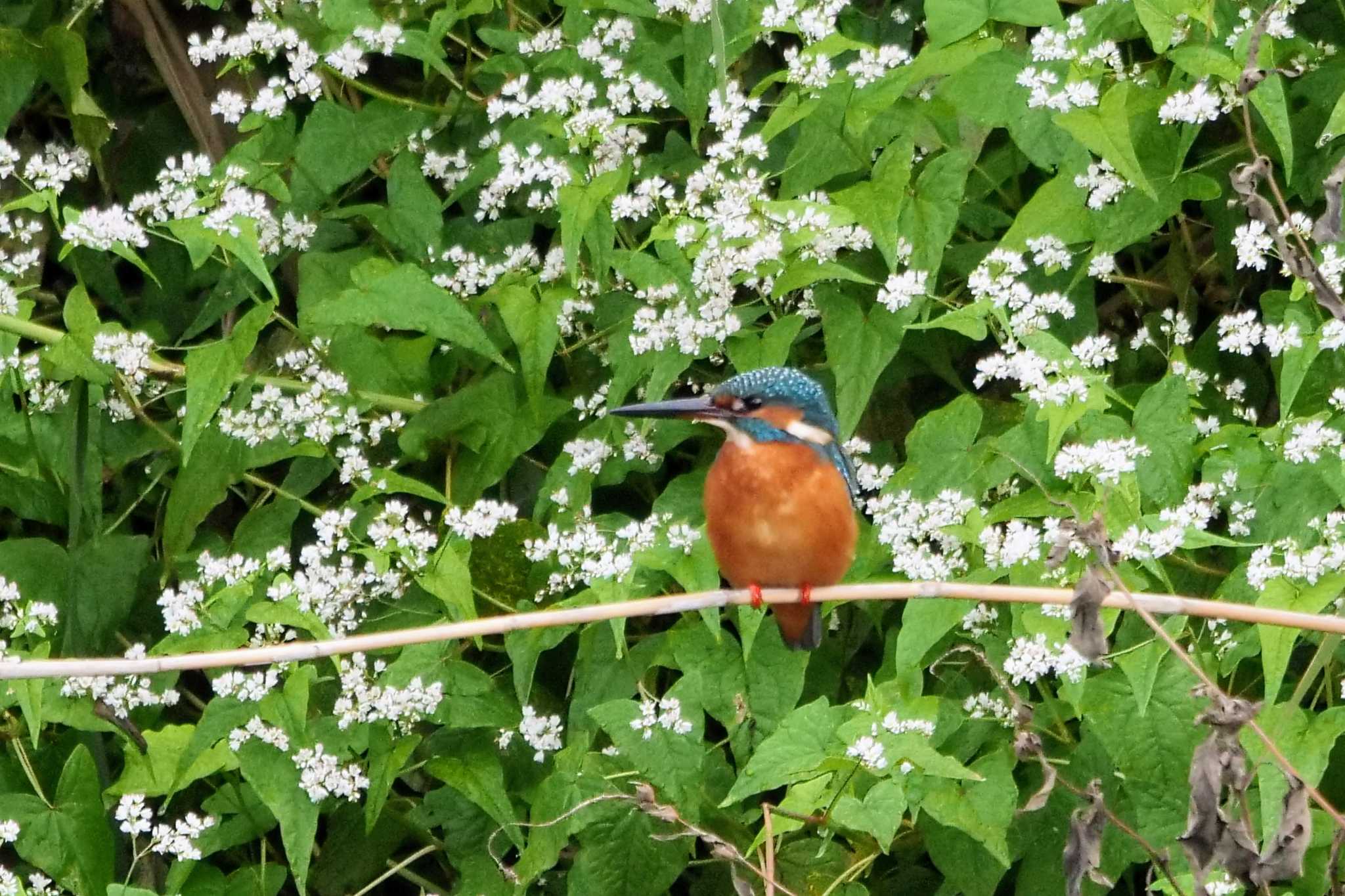 Common Kingfisher