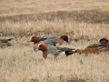 Eurasian Wigeon 群馬県板倉市 Sun, 3/13/2016