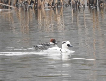 Smew 群馬県板倉市 Sun, 3/13/2016