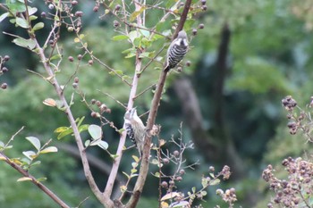 2022年10月24日(月) 京都御苑の野鳥観察記録