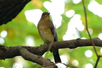 オオルリ 東京港野鳥公園 2022年10月16日(日)