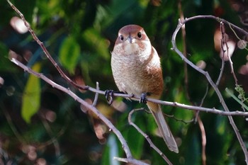 モズ 東京港野鳥公園 2022年10月23日(日)