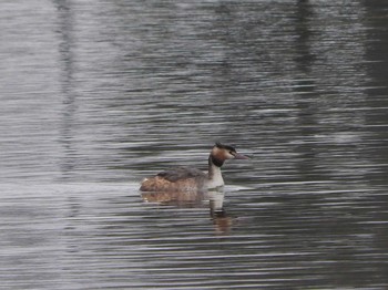 Great Crested Grebe 群馬県板倉市 Sun, 3/13/2016