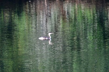 カンムリカイツブリ 長浜公園 2022年10月23日(日)