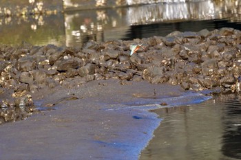 カワセミ 長浜公園 2022年10月23日(日)