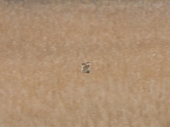 Short-eared Owl Watarase Yusuichi (Wetland) Sun, 3/13/2016