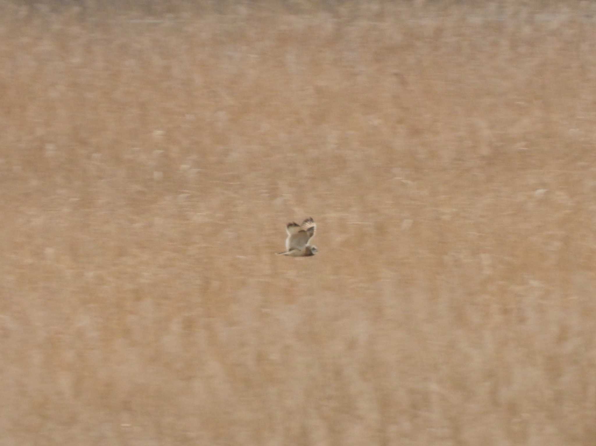 Photo of Short-eared Owl at Watarase Yusuichi (Wetland) by こぶ