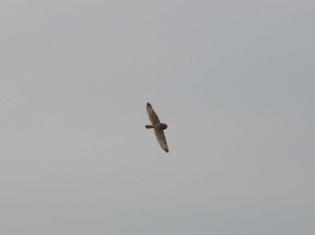 Short-eared Owl Watarase Yusuichi (Wetland) Sun, 3/13/2016