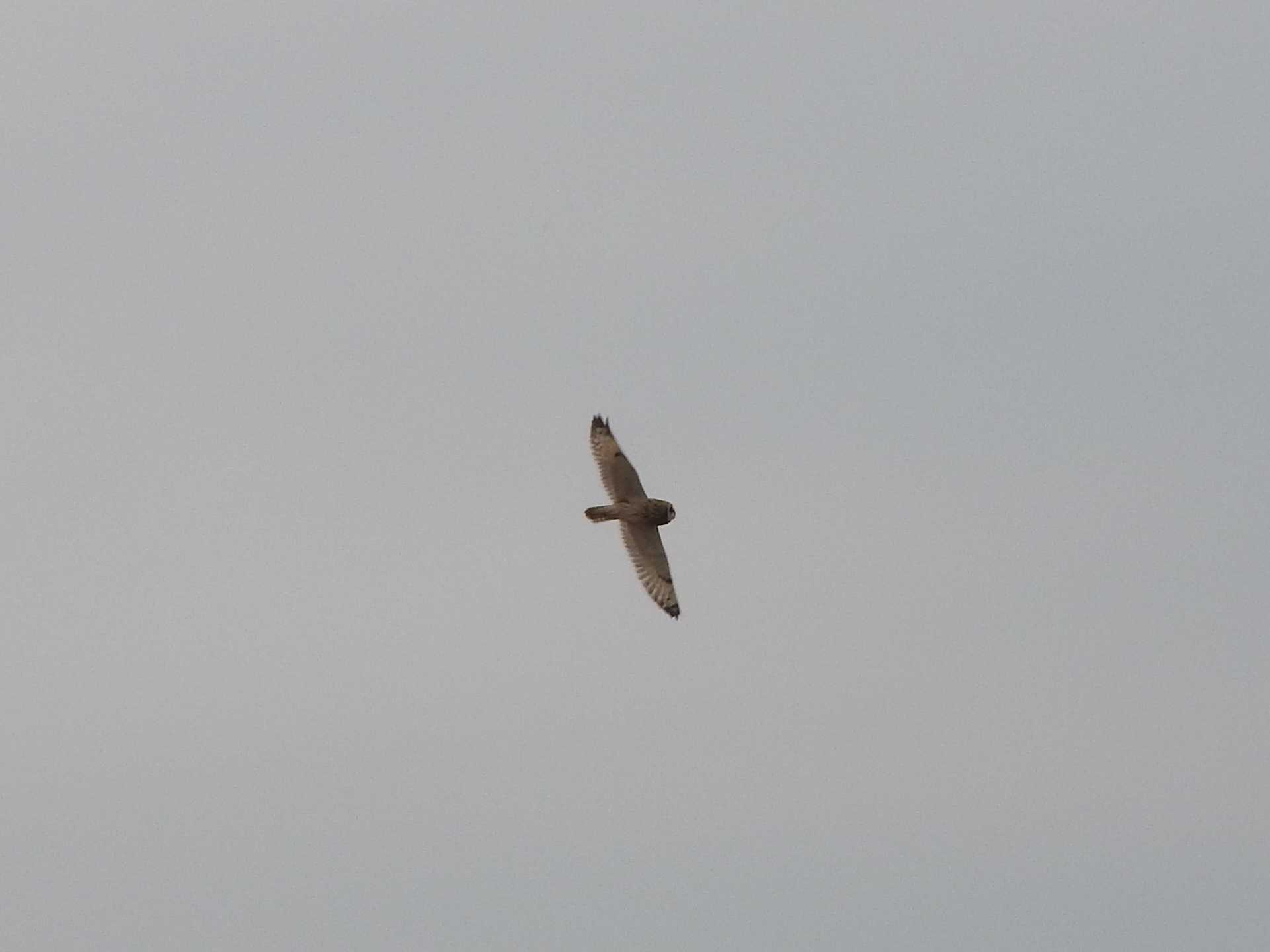 Short-eared Owl