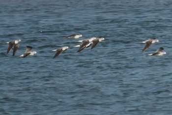 2022年10月23日(日) 西条 加茂川の野鳥観察記録