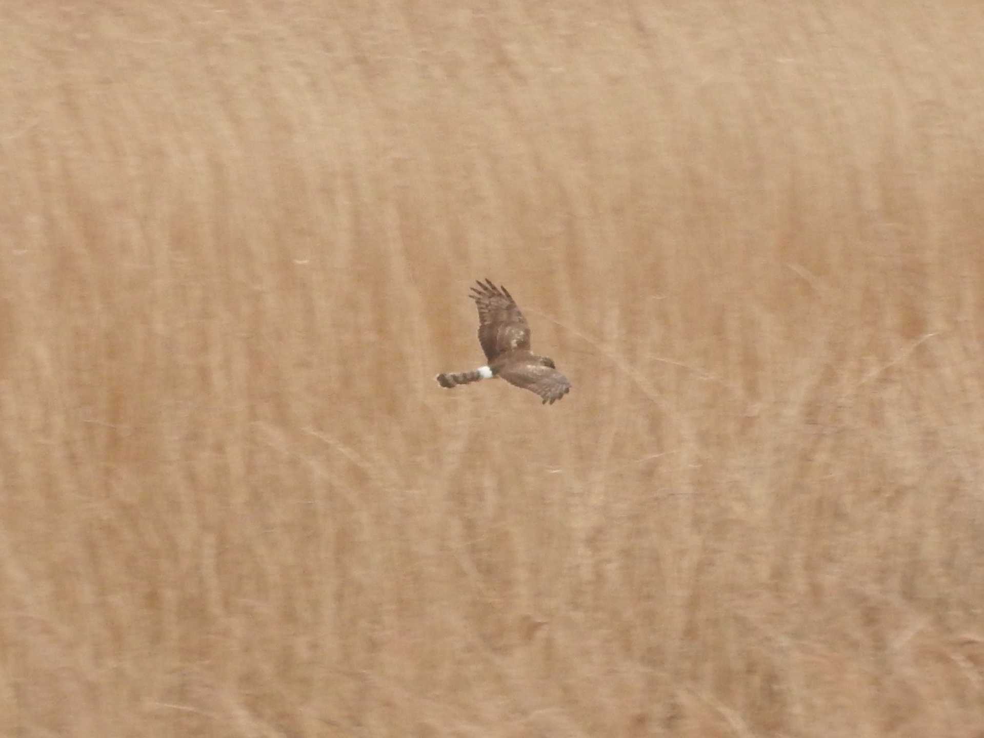 Hen Harrier