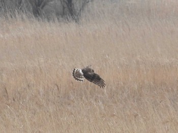 Hen Harrier Watarase Yusuichi (Wetland) Sun, 3/13/2016