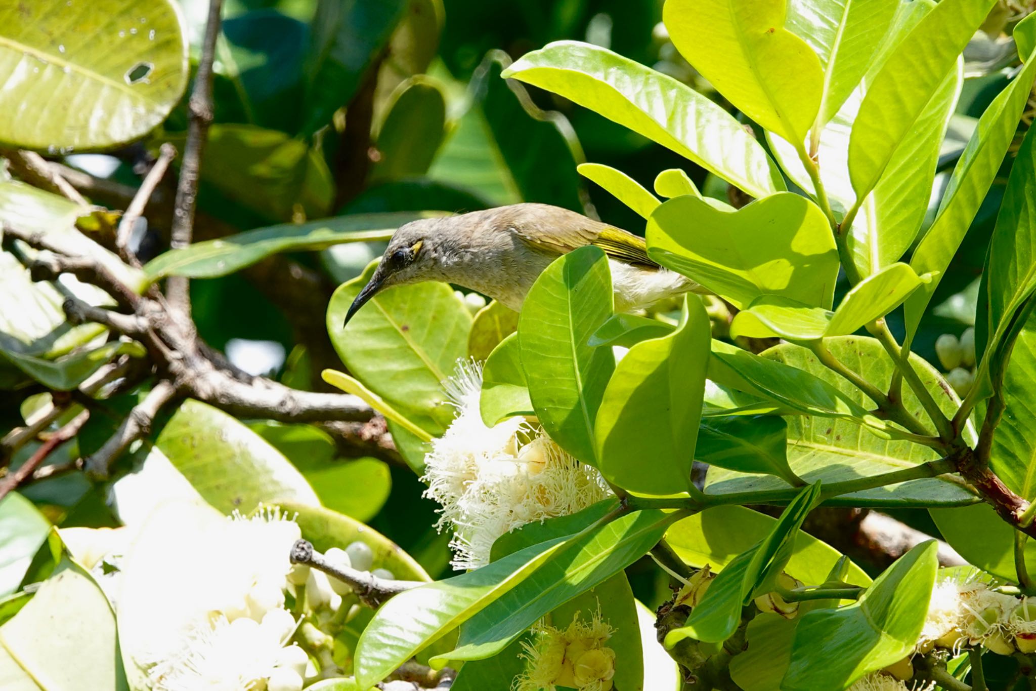 Brown Honeyeater