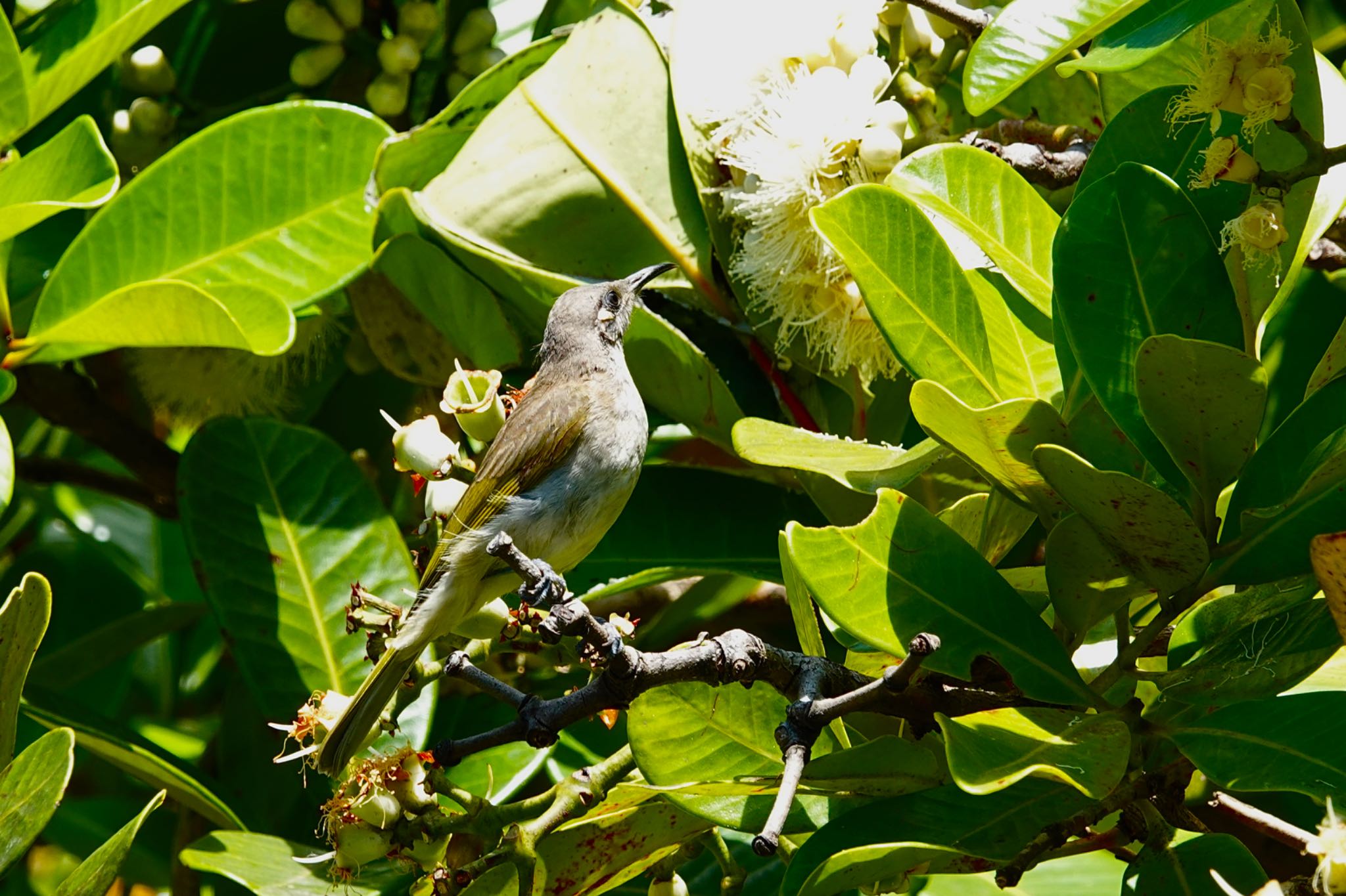 Brown Honeyeater