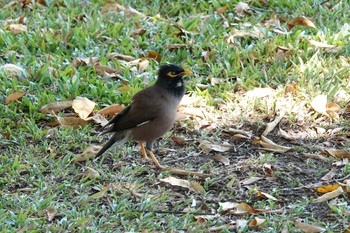 Common Myna ケアンズ Fri, 9/30/2022