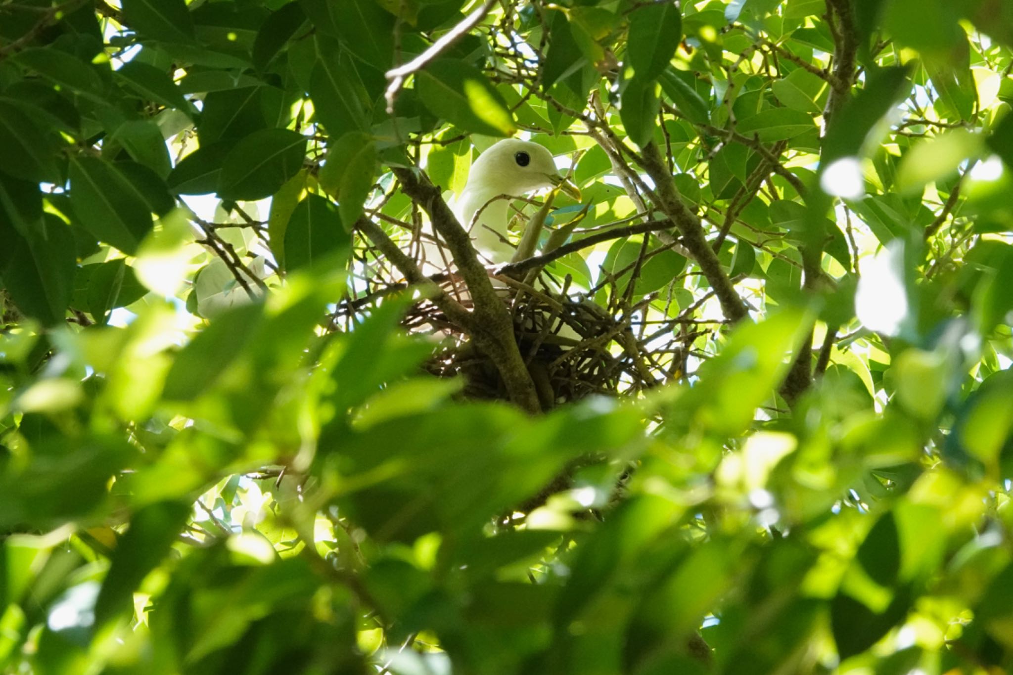 Torresian Imperial Pigeon