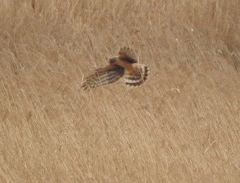 Hen Harrier Watarase Yusuichi (Wetland) Sun, 3/13/2016