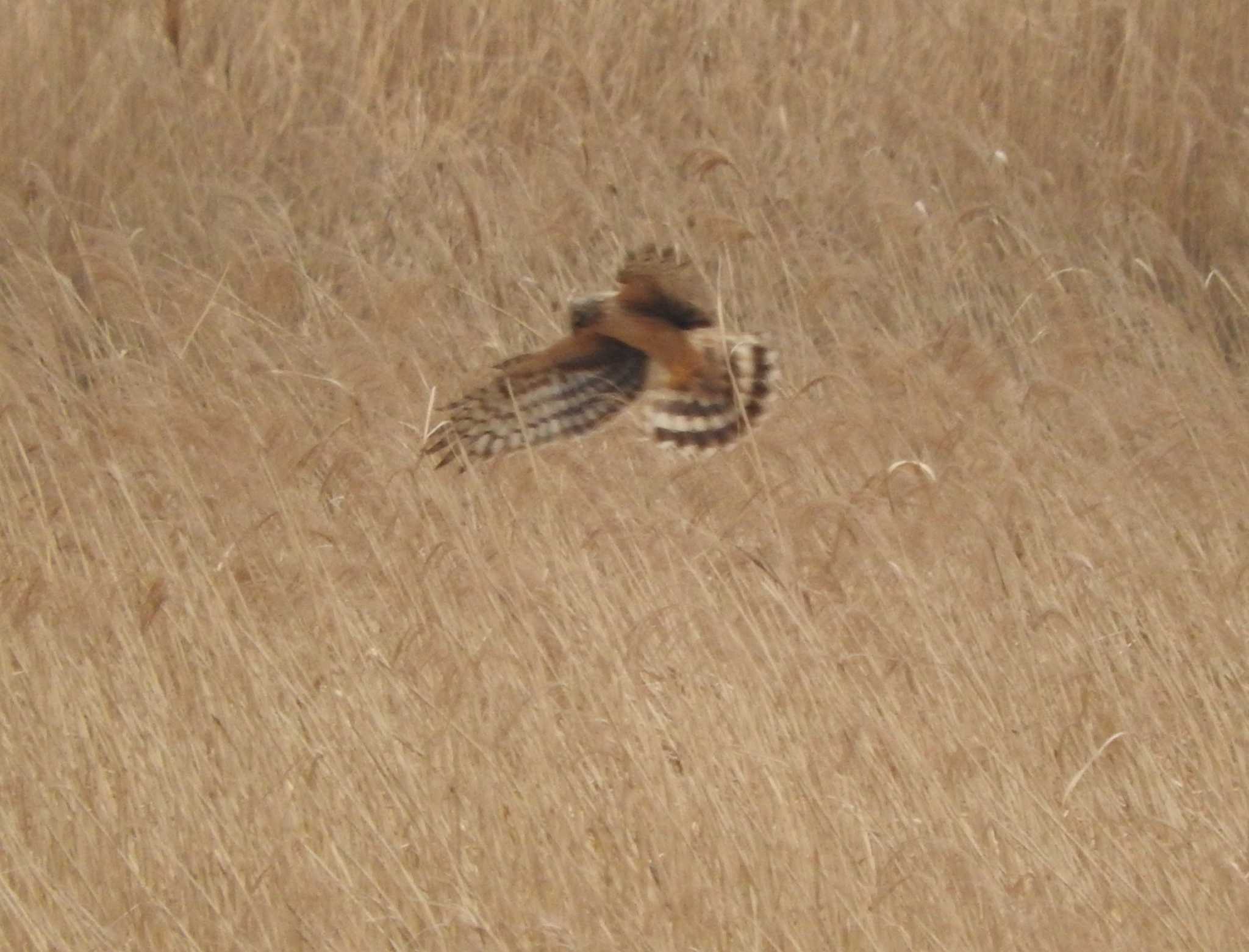 Photo of Hen Harrier at Watarase Yusuichi (Wetland) by こぶ