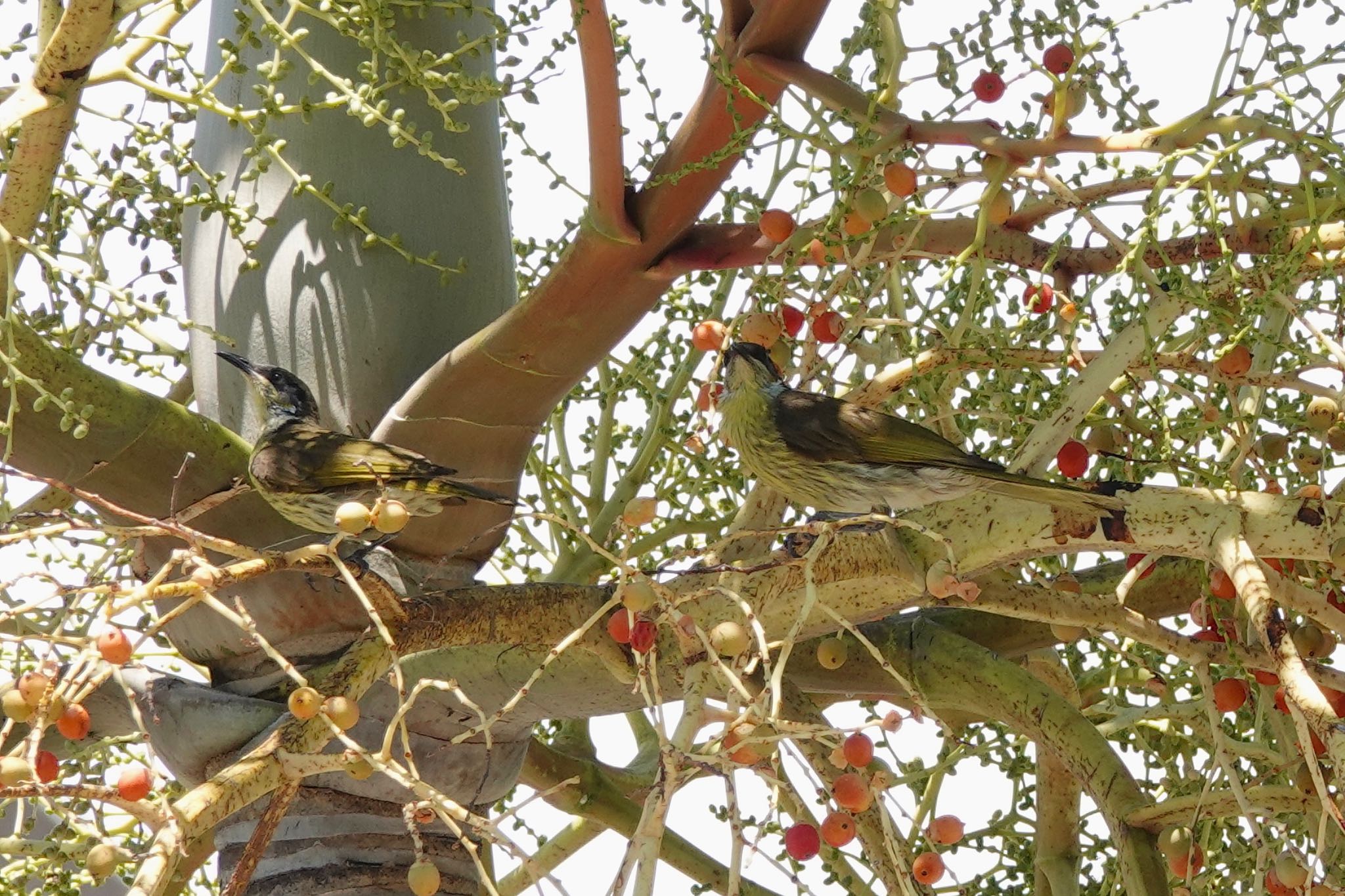 Varied Honeyeater