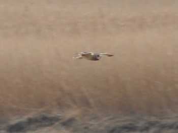 Short-eared Owl Watarase Yusuichi (Wetland) Sun, 3/13/2016