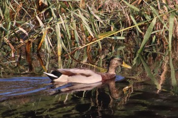 マガモ 天拝山歴史自然公園 2022年10月16日(日)